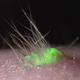 A genetic fluorescent protein was added to help the scientists pinpoint the transplanted tissue. Eventually, the glowing protein won’t be included. Image: Takashi Tsuji, RIKEN